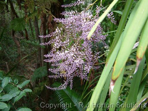 Cordyline Stricta 2 